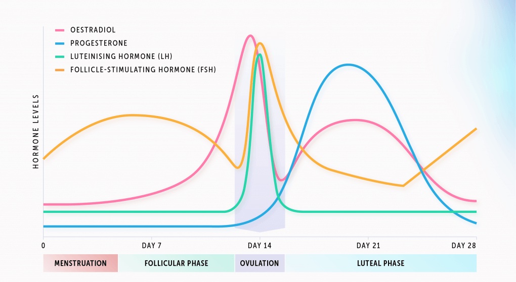 hormone-graph-1024x718 copy