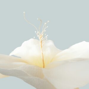 Pachet Webinar Remisie Endo + Masterclass Estrogen Balance